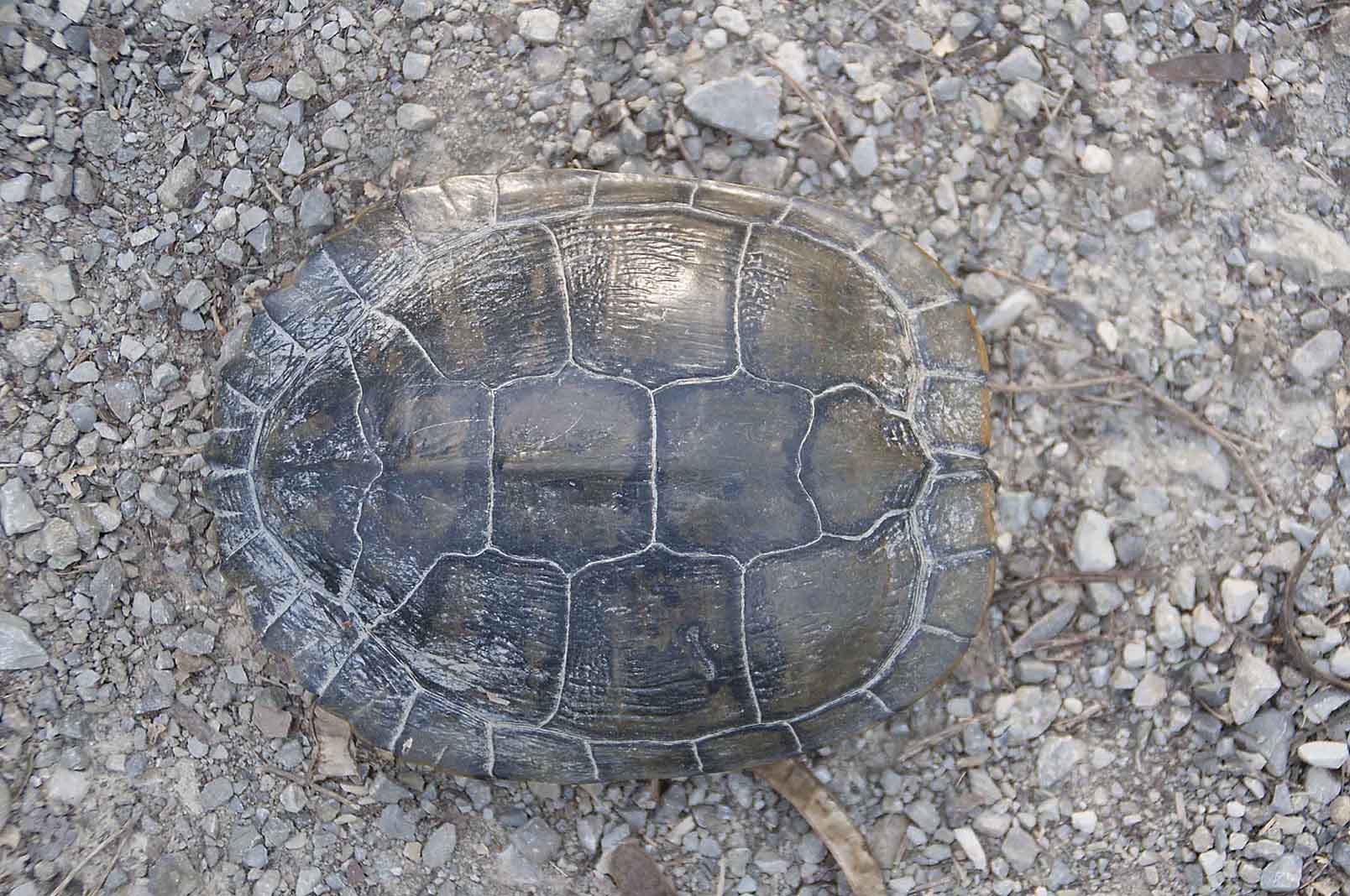 Trachemys spp.  della pianura modenese